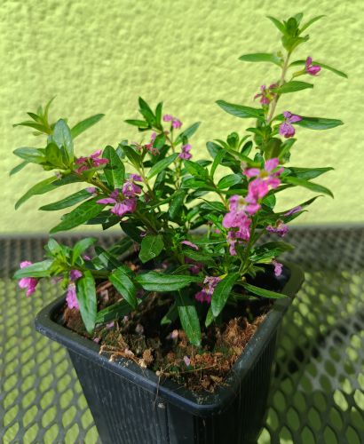 Kufea hyzopolistna (Cuphea hyssopifolia) SADZONKA